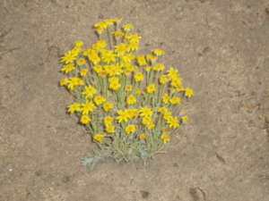 Indian paintbrush