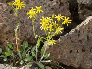 Gray Groundsel